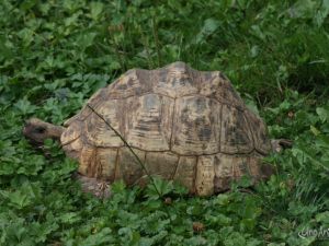 ua110709dierentuin008.JPG